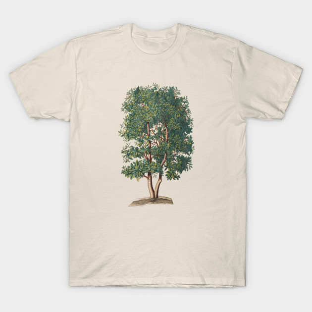 Tree Vintage Botanical Illustration by Biophilia